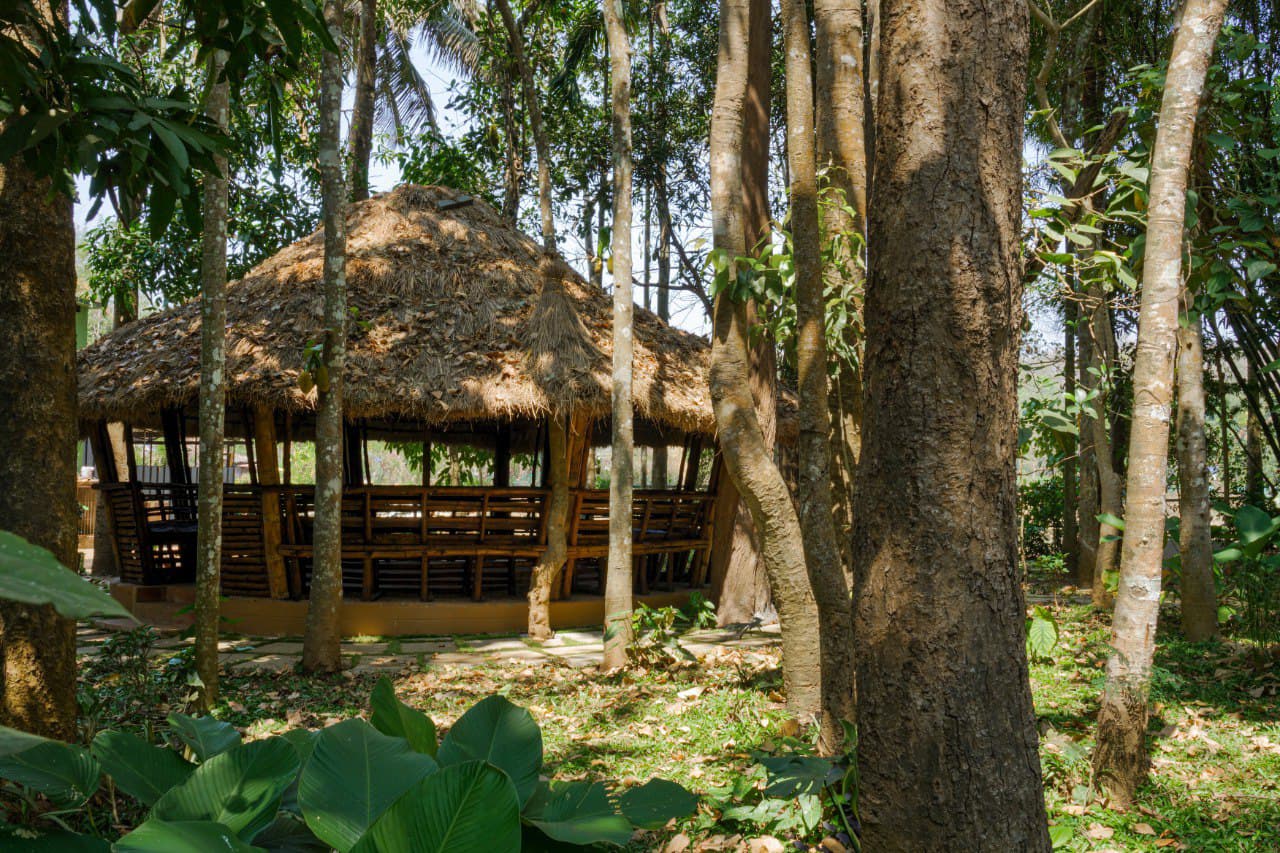 Forest Maze property surrounded by rainforest